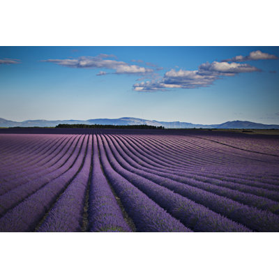 Sunbeam on The Lavander Fields by Xavierarnau