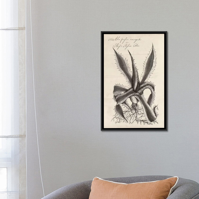 «Thornton Succulents III», reproduction d'art sur toile, H 26 po x l 18 po x P 1,5 po, Toile avec cadre noir, Pas de tapis