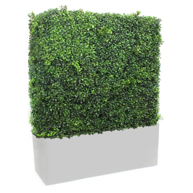 Faux Boxwood Hedge in Wood Planter, 48" H x 40" W x 10" D, White