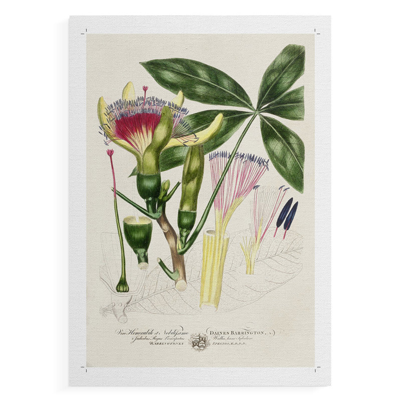 Imperial Tropical Botanical II - Impression sur toile seulement - SANS CADRE, H 18 po x l 12 po
