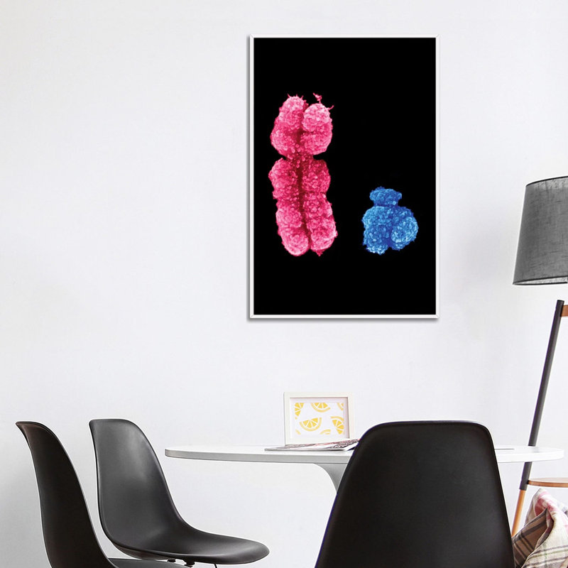 X and Y Chromosomes - reproduction d'art murale - toile encadrée, 40" x 26", Toile avec cadre, White