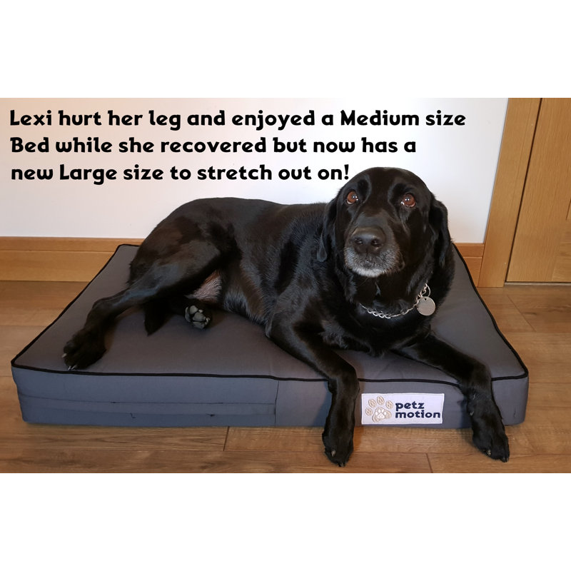 Orthopedic Polyester Pet Bed, Brown, Small (10cm H x 71cm W x 48cm D)