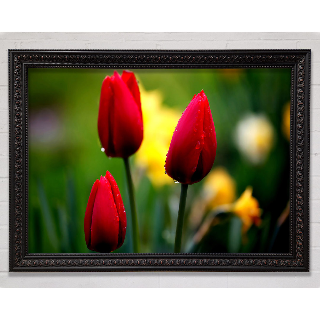 Drei rote Tulpen - Druck