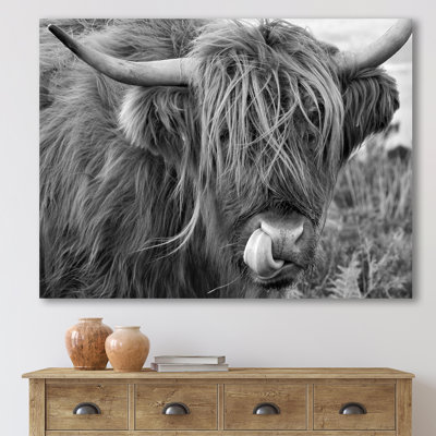 " Scottish Cow On Moorland II " Color Photography Print
