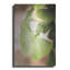 «Sprouting Ginkgo III» par Debra Van Swearingen-175410444