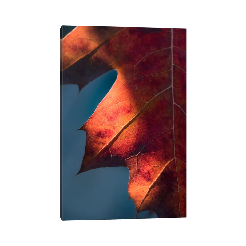 Autumn Sweetness by Philippe Sainte-Laudy - Print on Canvas, Wrapped Canvas, 30.48 cm H x 45.72 cm W