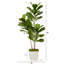 5.5Ft. Fiddle Leaf Artificial Tree In White Metal Planter UV Resistant (Indoor/Outdoor)