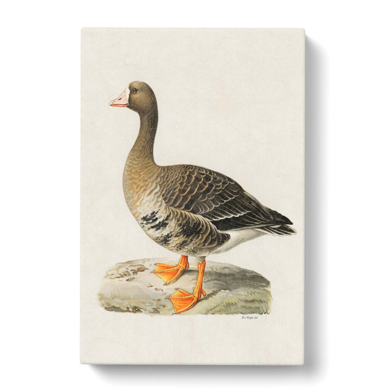 White-fronted Goose by Von Wright - Wrapped Canvas Painting, 50cm H x 35cm W x 3cm D