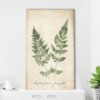 " Vintage Ferns VII No Border " by Wild Apple Portfolio