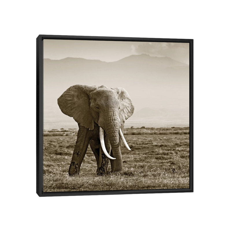 Big Tusked Elephant by Klaus Tiedge - Print on Canvas, 45.72 cm H x 45.72 cm W, Black Framed
