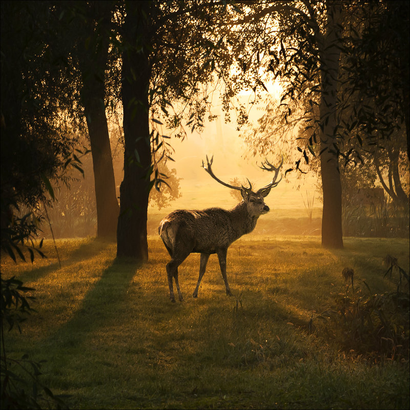 Deer & Sun - No Frame Print on Glass, 80cm H x 80cm W