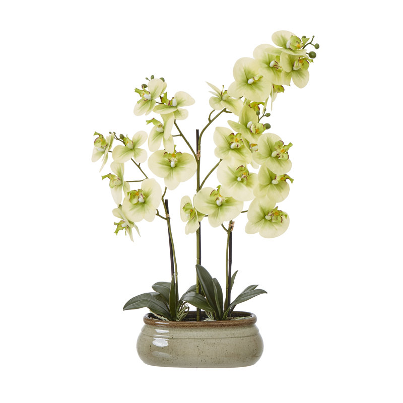 Arrangement in Pot