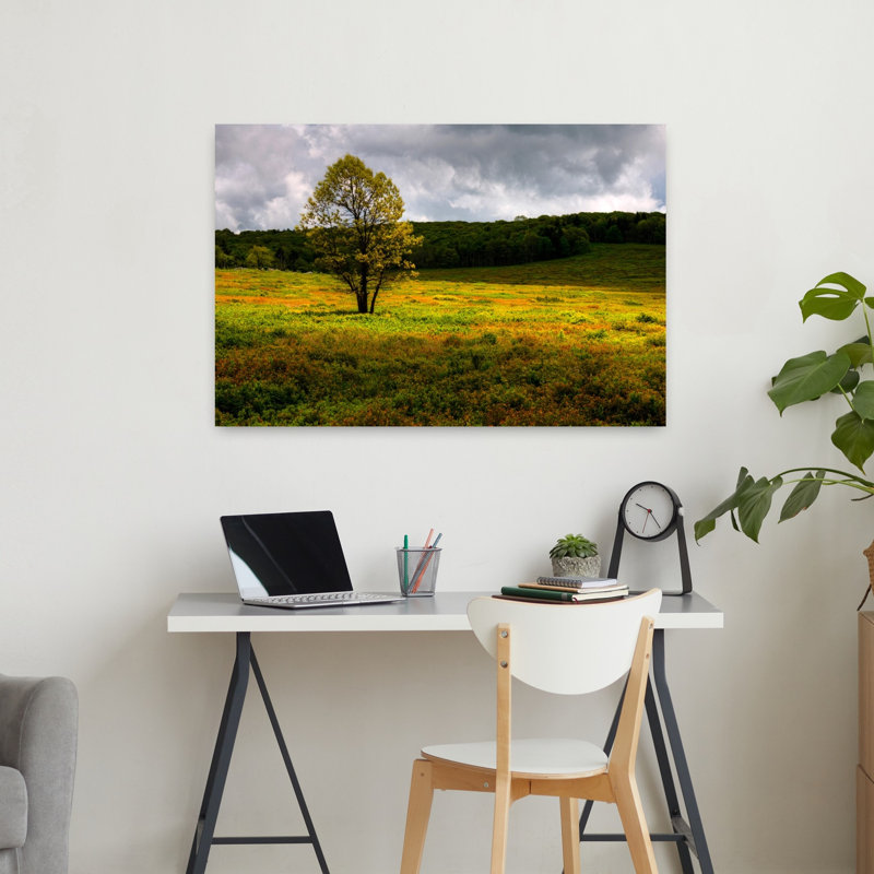 Tree In Big Meadows Shenandoah National Park Virginia USA by Chris Murray - Wrapped Canvas Print, 60.96 cm H x 91.44 cm W