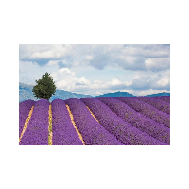 Ready For Harvest, Provence, France by Jim Nilsen - Wrapped Canvas Gallery-Wrapped Canvas Giclée