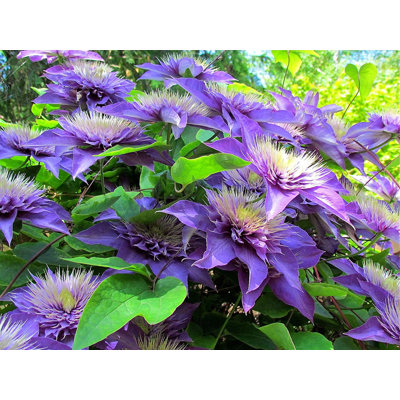 Clematis Multi Blue - Live Plant in a 4 Inch Growers Pot - Starters Ready for The Garden - Beautiful Lavender Blue Flowering Vine