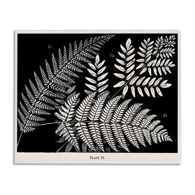 Fern Varieties on Black Framed Giclee, design by Phillipa Katz
