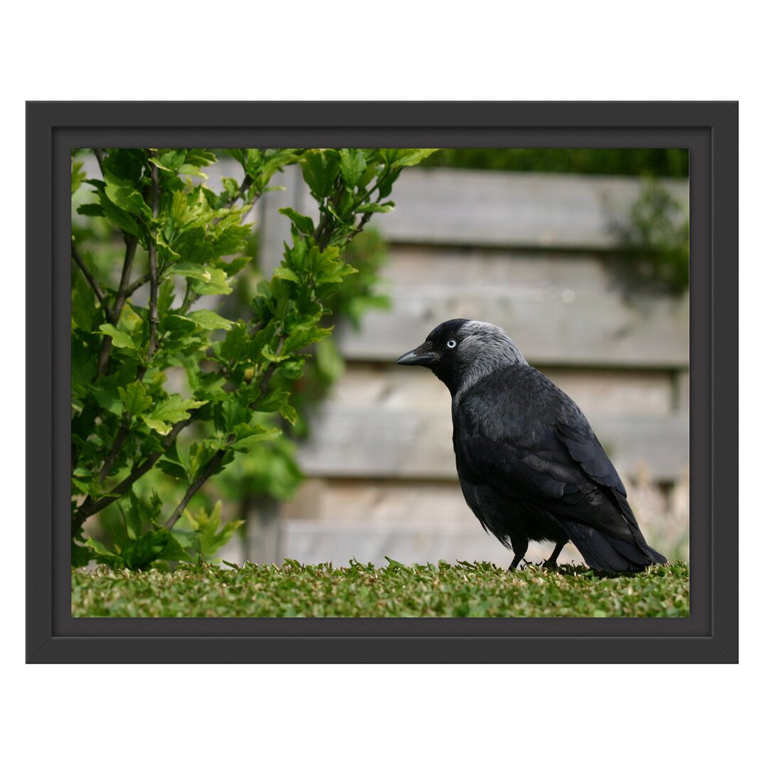 Gerahmtes Wandbild Vogel auf Gartenwiese