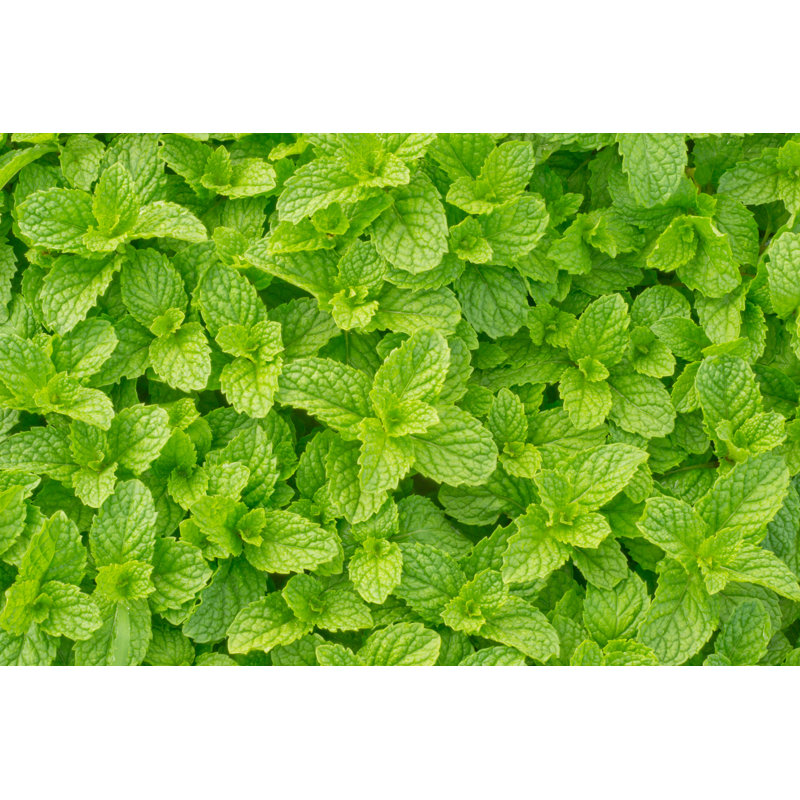 Peppermint - Photographie sur toile tendue, H 8 po x l 12 po