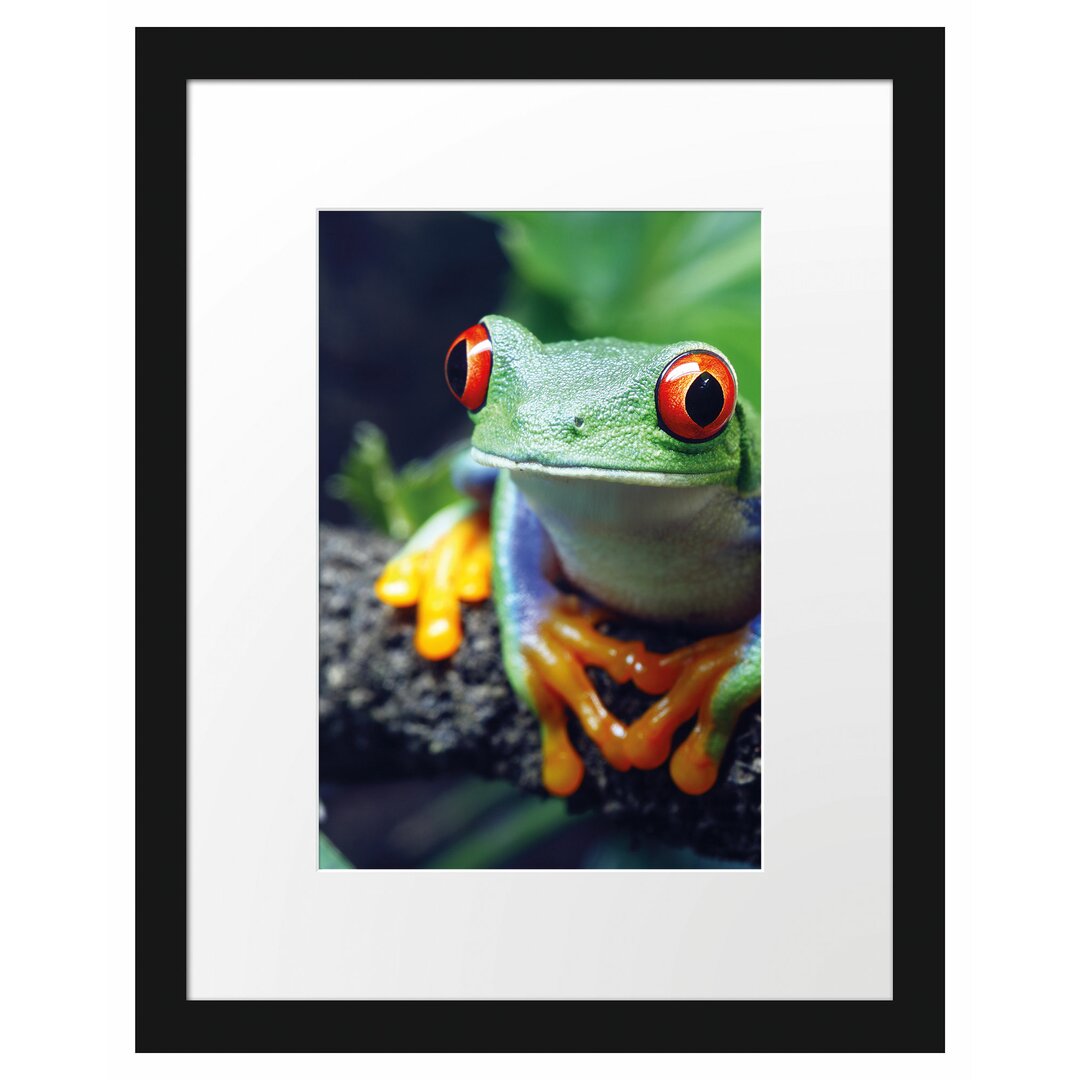 Gerahmtes Poster Rotaugenlaubfrosch auf Ast