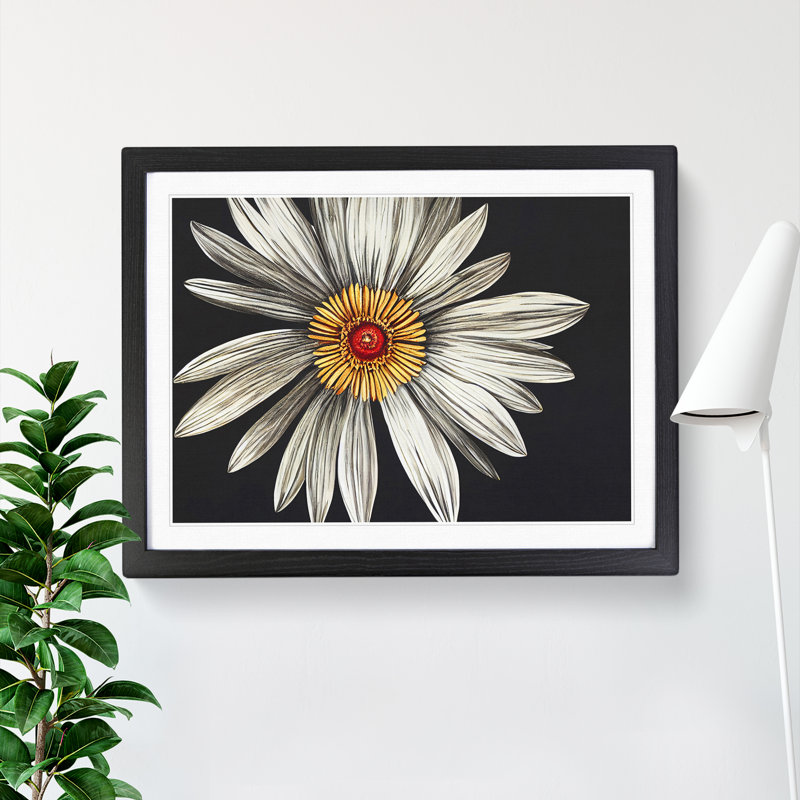 Flourishing Daisy Flower - Single Picture Frame Print, 46cm H x 64cm W x 2cm D, Black