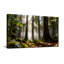 Paysage et nature Lumière du soleil Forêt Arbres Feuilles de mousse Brume naturelle-1972401668