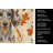 Dapple Dachshund Heirloom Fall Kitchen Towel-1218231000