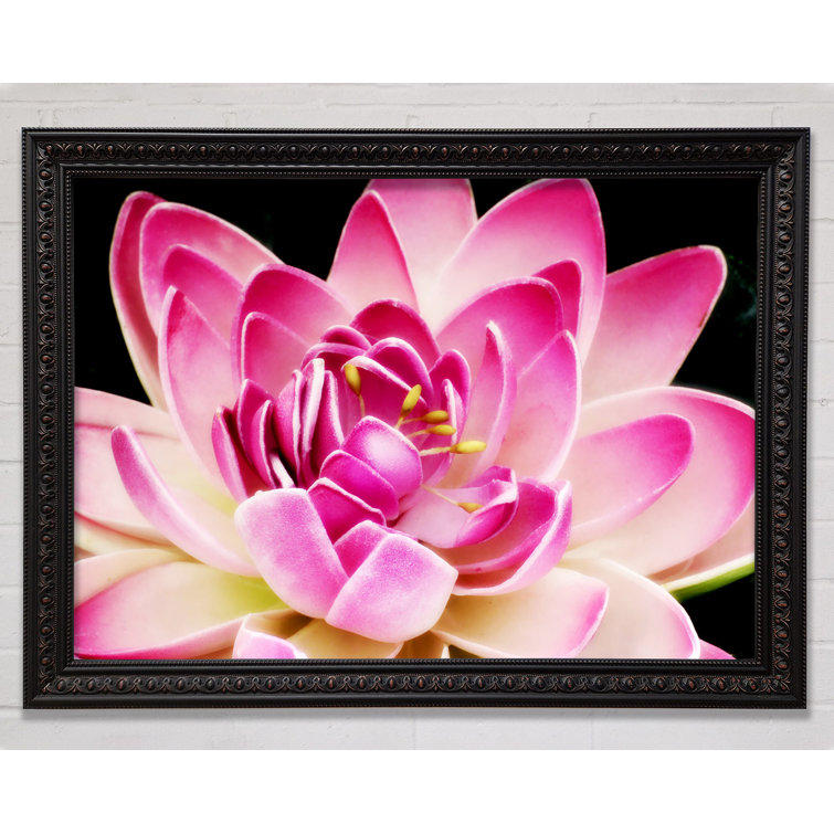 Ebern Designs Water Lily Petals - Single Picture Frame Art Prints ...