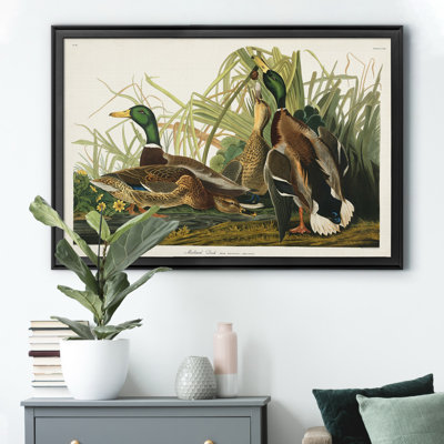 Mallard Duck - reproduction d'art sur toile
