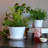 Byntlee Tea Cup Planter