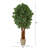 Lychee Artificial Tree in Country White Planter-525481463