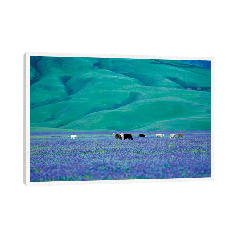 Cows In Lupine I by Dennis Frates - Print on Canvas, White Framed, 45.72cm H x 66.04cm W x 3.81cm D