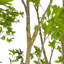 Faux Pieris Tree-Faux Pieris Tree-9.5'-333567023