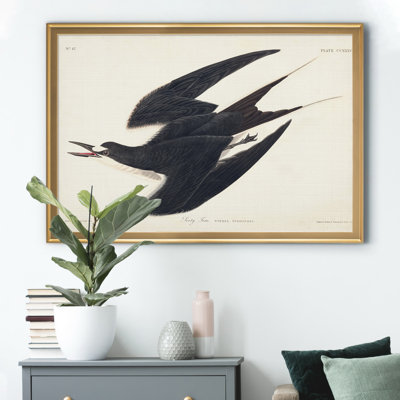 " Pl 235 Sooty Tern "