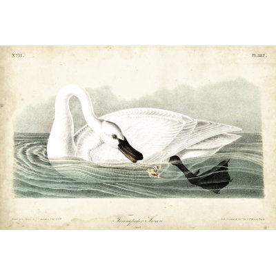 Cygne trompette I