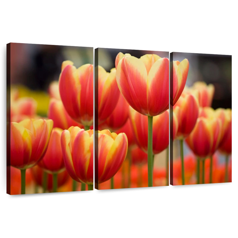 Harnek Yellow Toned Red Tulips, 42" H x 65" W