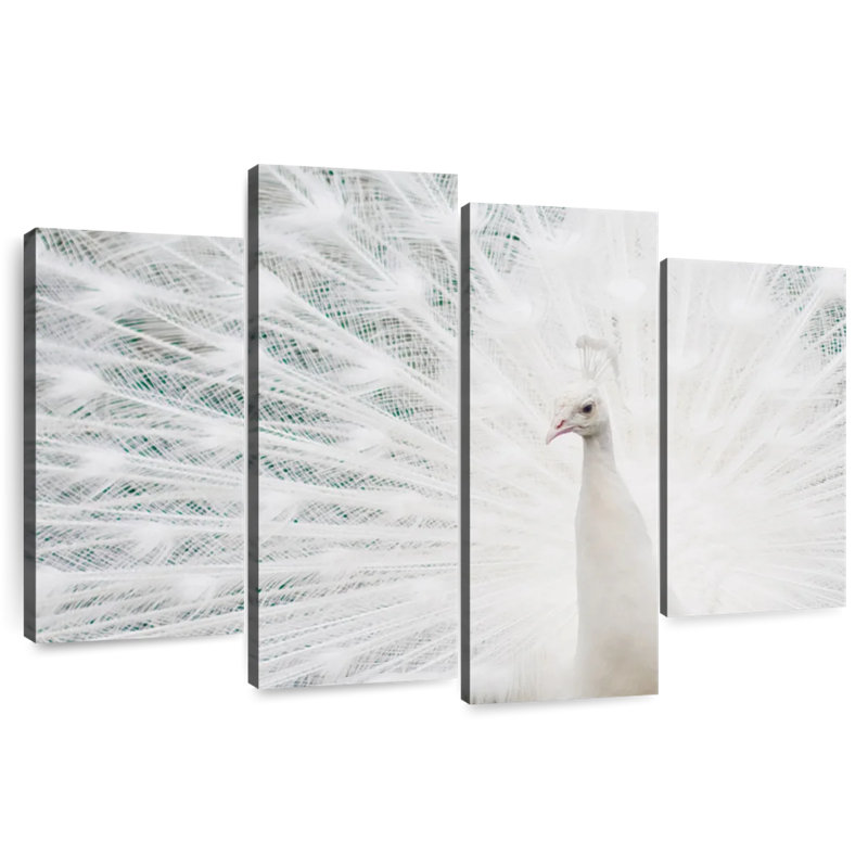 Plume de paon blanc neige Brampt, H 27 po x l 43 po