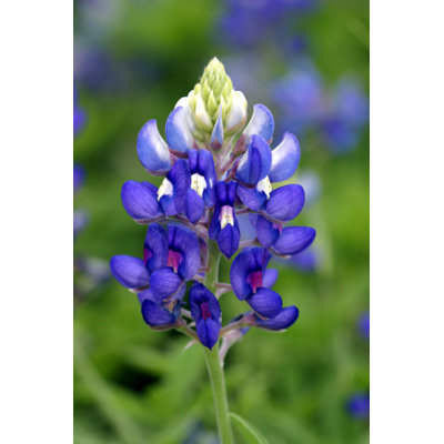 Blue Bonnet - Wrapped Canvas Print