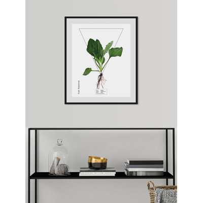 Plant - Single Picture Frame Print