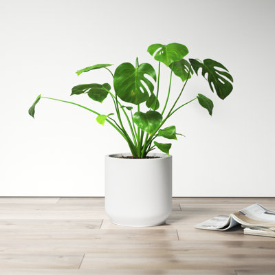 AllModern Metz Pot Planter & Reviews | Wayfair