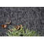 Ensemble de tapis intérieur / extérieur en nylon touffeté à la machine Cavins-554803808