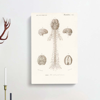Human Brain Illustration by Charles D' Orbigny - Wrapped Canvas Print