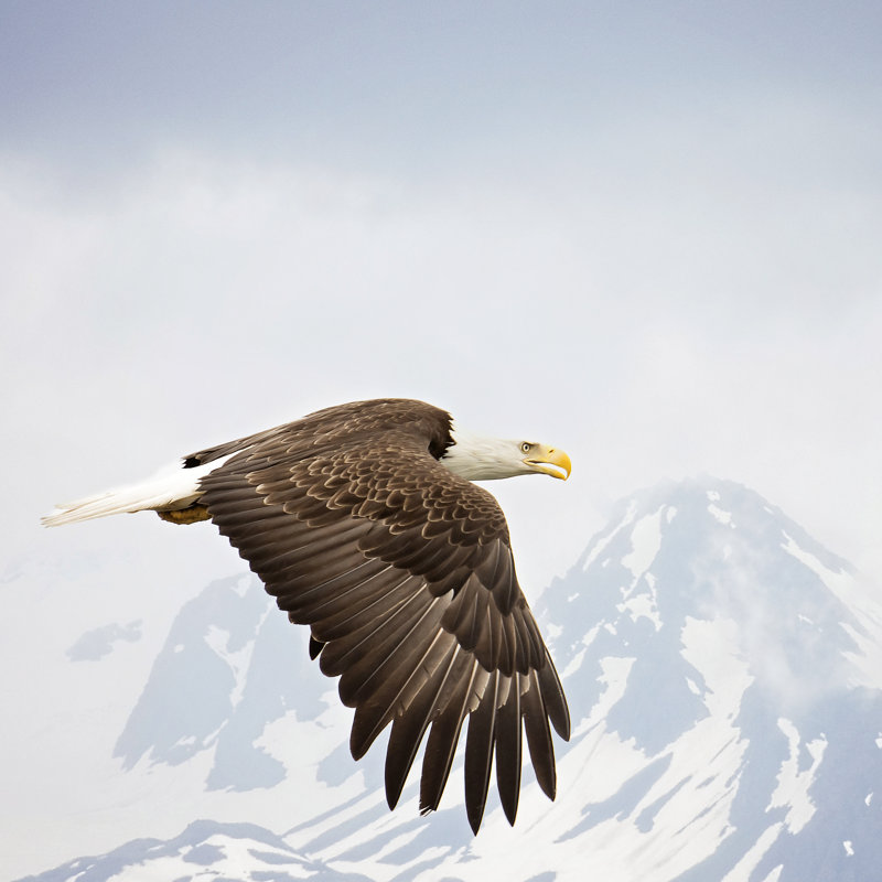 Majestic Eagle I, H 30 po x l 30 po