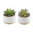4.75'' Faux Agave Succulent in Pot-1873677997