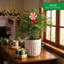 1.5' Fresh Cut Christmas Tree