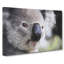 Koala Bear Vol.2 - Wrapped Canvas-61838948