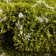 Red Barrel Studio® Ruby Trellis Shag Rug Green