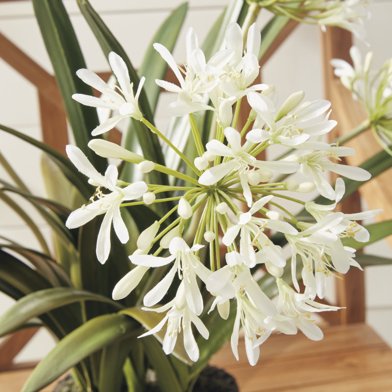 Conservatory Agapanthus Drop in Plant, 29" H x 8" W x 8" D