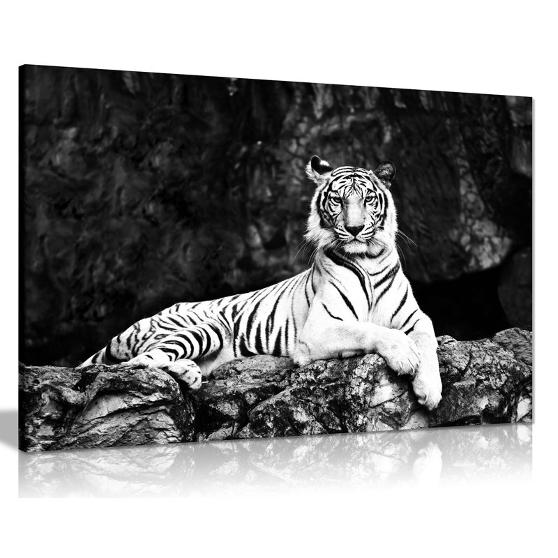 White Tiger Lie On Rock - Wrapped Canvas Print, 61cm H x 91cm W
