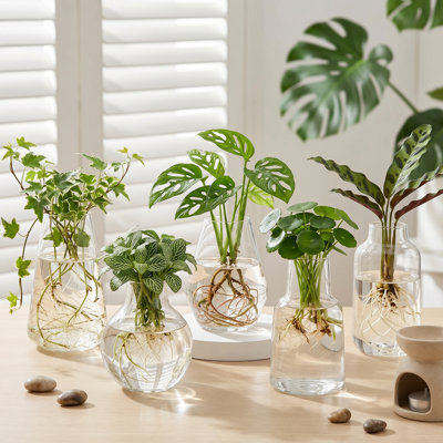 Set of Five Small Glass Jar Planters, Propagation Vases for Hydroponic Flower Cuttings, Bud Vases Suitable for Centerpieces or Home Office Decor Gift