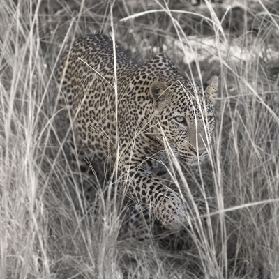Leopard In The Grass by Scott Bennion - Wrapped Canvas Art Prints